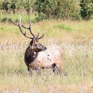 Elk
